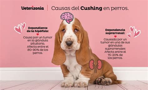 sindrome de gucci perros|cushing en los caninos.